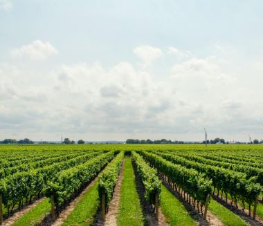 Agriculture Cause